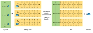 <strong>The figure represents the formation of a _______ molecule by the process of _____________. </strong> A) Glycogen; hydrolysis B) DNA; dehydration synthesis C) Protein; hydrolysis D) Fat; dehydration synthesis E) Polysaccharide; hydrolysis