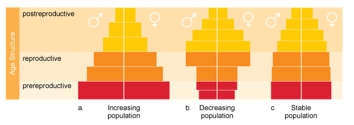 In European countries such as Italy,people are delaying childbirth and or choosing to have only one or no children.Which of the following age structure diagrams illustrates this type of trend?   A)  increasing population B)  decreasing population C)  stable population D)  This trend is not depicted in these diagrams