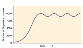 What is the carrying capacity for the population of beetles indicated by the graph?   A)  ~ 5,000 B)  ~ 10,000 C)  ~ 100,000 D)  ~ 2,500 E)  cannot be determined from the graph