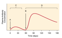 This is a graph of antibodies in an immunized person's blood.At point B _________ is given that enhances the immunity to the pathogen.   A)  a booster B)  the primary exposure to the vaccine C)  a dose of antibodies D)  live pathogen E)  histamine