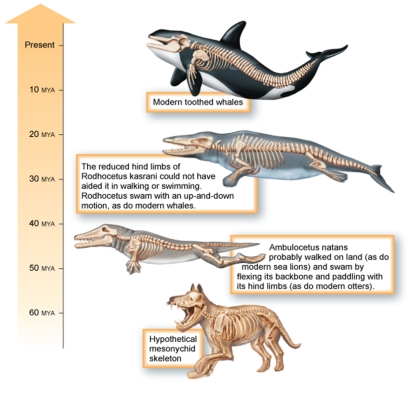 <strong>h Refer to the figure shown here.Which of the following would not have been a selective agent or pressure that could lead to the reduction in hindlimbs through time?</strong> A) The animal's body size was too heavy to support the weight on land and hindlimbs were no longer useful. B) More emphasis was placed on flexing the backbone than on paddling with hindlimbs for swimming. C) Appendages cause resistance, or drag, when moving through water. D) Before moving into the ocean, smaller legs were advantageous to escaping predators on land. E) With the increased size of the tail and its use in swimming, the hindlimbs were not as necessary.