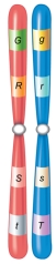 Which of the following is true about an individual with the chromosomes shown in this figure?   A)  All offspring will have the dominant phenotype for each trait. B)  All offspring will have the recessive phenotype for each trait. C)  A maximum of four different gametes are possible with four traits. D)  The individual is heterozygous for all traits. E)  The individual is homozygous for at least one trait.