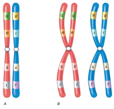 Referring to the figure shown here,which of the following are homologous chromosomes?   A)  Figure B with one chromosome having both capital and lowercase letters. B)  Figure B as is. C)  Figure A with different letters on one of the chromosomes. D)  Figure A with the same letters but the order randomized. E)  Figure B with different letters on each chromosome.