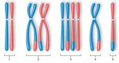 Figure:   -Which of the diagrams best illustrates the appearance of a chromosome pair in a cell at the end of prophase I? A)  diagram 1 B)  diagram 2 C)  diagram 3 D)  diagram 4 E)  diagram 5