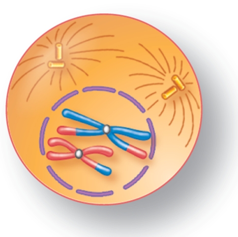 For the figure shown here,indicate the correct stage of meiosis and diploid chromosome number.   A)  prophase I, 2n=4 B)  prophase II, 2n=4 C)  metaphase I, 2n=4 D)  metaphase II, 2n=2 E)  anaphase II, 2n=2