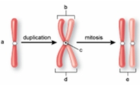 The structure labeled  c  in the following figure is called the   A)  centromere. B)  centriole. C)  sister chromatid. D)  spindle. E)  non-sister chromatid.