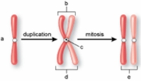 The structures labeled  d  in the following figure are called   A)  centromeres. B)  centrioles. C)  sister chromatids. D)  spindles. E)  non-sister chromatids.
