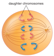The figure below shows a cell in the mitotic stage of   A)  anaphase. B)  interphase. C)  metaphase. D)  prophase. E)  telophase.
