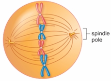The figure below shows a cell in the mitotic stage of   A)  anaphase. B)  interphase. C)  metaphase. D)  prophase. E)  telophase.