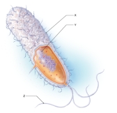 <strong>Below is a diagram of a bacterium.What structure does Y represent? </strong> A) capsule B) flagella C) nucleoid D) cell wall E) fimbriae