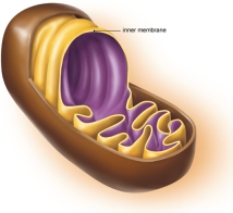 <strong>What does the folding of the mitochondrial inner membrane shown here provide? </strong> A) greater ability to allow for osmosis B) increased surface area for photosynthesis C) greater ability to remove waste from the cell cytosol D) greater surface area for ATP production E) increased space for protein synthesis