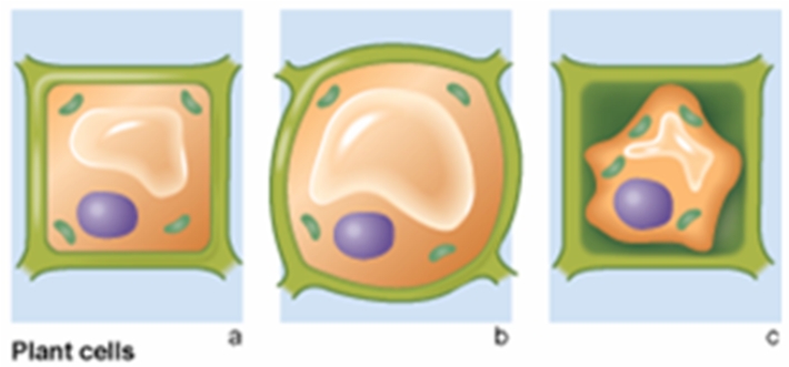 <strong>In the following figure,which cell exhibits the condition of plant cells that have been placed in a hypertonic environment? </strong> A) a B) b C) c D) Both a & b E) Both b & c