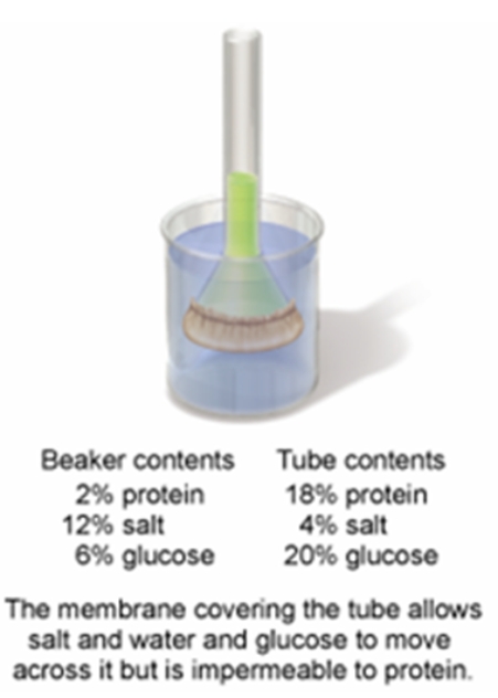 In the set-up shown in the figure below,which of the following statements would describe what would be observed after 12 hours of time have elapsed?   A)  The level of the solution in the tube would rise because there are now more dissolved solutes present in the beaker than in the tube. B)  The level of the solution in the tube would lower because the glucose and salt would move into the tube. C) The level of the solution in the tube would rise because there are now more dissolved solutes in the tube than the beaker. D)  The level of the solution would not change as the membrane prohibits any exchange between tube and the beaker. E)  The level of solution in the tubes would see no change because the solute levels are equal on both sides.