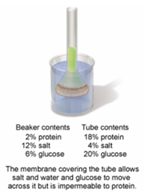In the set-up shown in the figure below,which process allows the water to move across the membrane?   A)  osmosis B)  active transport C)  phagocytosis D)  facilitated diffusion E)  passive transport