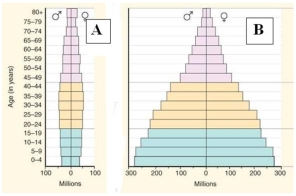 Which of these diagrams represents an age structure diagram of more-developed countries?   A) Diagram A B) Diagram B