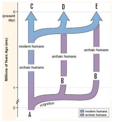 The most widely accepted model for the evolution of modern humans is pictured here.What is this model called?   A) Out-of-Africa B) Replacement Model C) Multiregional continuity D) Hardy-Weinberg E) Out-of-Africa and Replacement Model