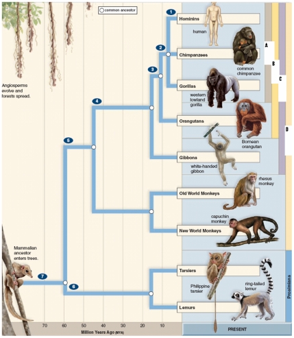 Figure:   -Where on this phylogenetic tree of primate evolution do you find the first primates to diverge from the common ancestor of the primates?   A) No.1 B) No.4 C) No.5 D) No.6 E) No.7