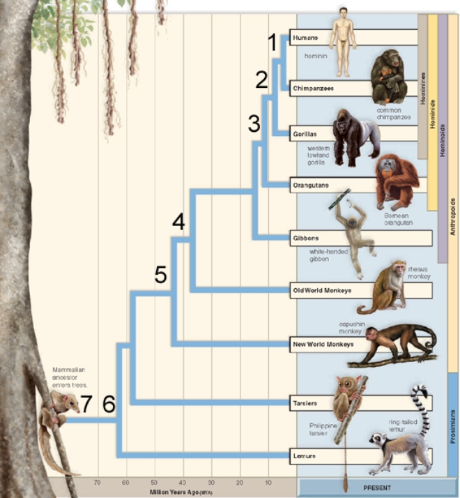 Figure:   -Where on this phylogenetic tree of primate evolution do you find the first primates to diverge from the common ancestor of the primates?   A) No.1 B) No.4 C) No.5 D) No.6 E) No.7