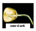 The germinating corn seed pictured below is displaying   A) negative gravitropism. B) positive gravitropism. C) thigmotropism. D) negative phototropism. E) positive phototropism.