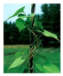The vine in the picture below is displaying   A) negative gravitropism. B) positive gravitropism. C) thigmotropism. D) negative phototropism. E) positive phototropism.