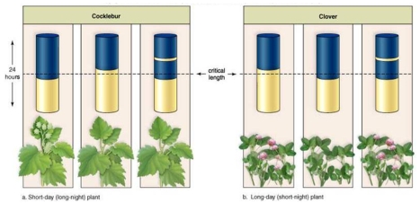 Figure:   The cylinders in this experiment represent a 24-hour period.The light area represents light periods during a 24-hr.period and the dark area represents dark periods during a 24-hr.period.The critical length of dark vs.light periods for flowering is depicted by the dotted line.Note that some plants are flowering and some are not flowering.Study the results of this experiment on photoperiodism and flowering to determine whether the following statements are True or False. -Short-day plants flower when the day length is longer than the critical length.