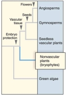 A shared derived trait of all plants is   A) protection of the embryo. B) seed production. C) vascular tissue. D) All of the above.