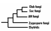 Figure: Study the evolutionary relationships among fungi to determine if the following statements are true or false.   -All fungi share a common ancestor as well as having a relatedness to animals.