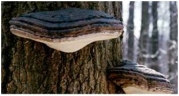 The organism pictured below is a member of Phylum ___________.   A) Ascomycota B) Basidiomycota C) Glomeromycota D) Cytridiomycota