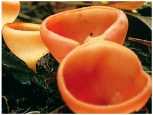 The organism pictured here is a member of Phylum ________.   A) Basidiomycota B) Ascomycota C) Zygomycota D) Glomeromycota