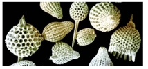 A distinctive form of this pictured organism is found in each geologic period.Which statement(s) about this organism is/are true?   A) The organisms pictured are foraminiferans,members of Supergroup Rhizarian and have a skeleton called a test. B) These organisms may be used as index fossils to date sedimentary rock. C) The Egyptian pyramids are built of this type of limestone. D) All of the above are true. E) The organisms pictured are foraminiferans,members of Supergroup Excavates.