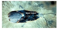 Saprolegnia,a ________,is feeding on the dead insect pictured here.This classifies it as a heterotrophic protist.   A) slime mold B) ciliate C) water mold D) green algae