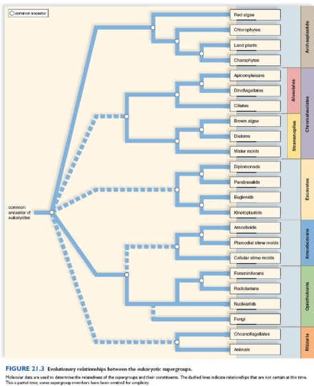 Figure:   The evolutionary relationships between the eukaryotic supergroups are depicted in the diagram. -Diatoms share a more recent common ancestor with dinoflagellates than with water molds.