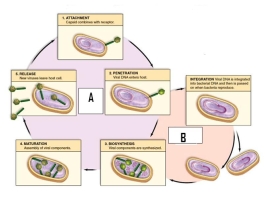 Study the life cycle diagram.Label A is the ________ life cycle.   A) lysogenic B) sexual C) lytic D) alternation of generations