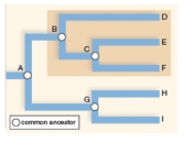 The highlighted grouping in the cladogram is a ____________ grouping.   A) monophyletic B) paraphyletic C) polyphyletic D) None of the above.