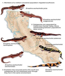 Members of the ancestral salamander species live in northern California.As they migrate southward,populations are separated by the Central Valley.With limited contact between populations on the east and west of the valley,genetic differences accumulate.What type of speciation occurs under these conditions?   A) sympatric speciation B) allopatric speciation C) both sympatric and allopatric speciation D) neither sympatric or allopatric