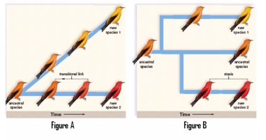 Which figure depicts a punctuated equilibrium model of evolution?   A) Figure A B) Figure B