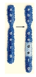 The following picture depicts which of the following changes in chromosome structure.   A) deletion B) duplication C) translocation D) aneuploidy
