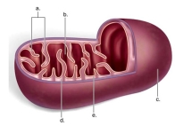 Identify 'b' as the _____   A) inner membrane B) matrix C) cristae D) intermembrane space E) outer membrane