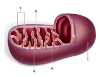 Identify 'c' as the _____   A) inner membrane B) matrix C) cristae D) intermembrane space E) outer membrane