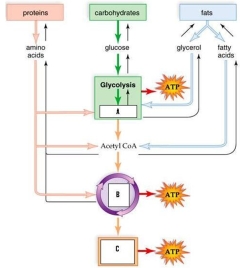 h   Substrates that reoccur in several metabolic pathways form the metabolic pool.Study the figure to place the items in proper order. A) A is Electron transport chain; B is Pyruvate; C is Citric acid cycle B) A is Citric acid cycle; B is Electron transport chain; C is Pyruvate C) A is Pyruvate; B is Citric acid cycle; C is Electron transport chain