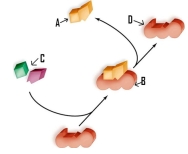 Which of the following labels is incorrectly identified.   A) A refers to the products. B) B refers to the substrate-enzyme complex. C) C refers to the reactants. D) D refers to the product.