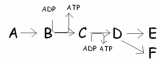  In this pathway,B  \rightarrow  C is coupled with ADP  \rightarrow  ATP.Categorize the reactions as endergonic or exergonic.   A) B  \rightarrow  C is endergonic and ADP  \rightarrow  ATP is exergonic. B) ADP  \rightarrow  ATP is endergonic and B  \rightarrow  C is exergonic. C) Both B  \rightarrow  C and ADP  \rightarrow  ATP are endergonic. D) Both B  \rightarrow  C and ADP  \rightarrow  ATP are exergonic. 