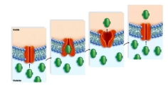 Study the series of pictures to identify the process as:   A) facilitated transport B) active transport C) passive transport D) osmosis
