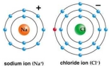 Use Bohr's model to draw a sodium (Na)atom and a chlorine (Cl)atom.Using your model,explain what happens when sodium reacts with chlorine to form table salt.Include in your explanation ion and ionic bond formation.Use your model to help you to decide whether NaCl is hydrophilic or hydrophobic.    
