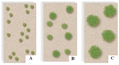 Identify the distribution patterns of the desert shrubs in each picture.  