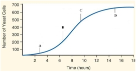 Tell what type of growth model is depicted in the graph and describe the factors that must be met for a population to experience this type of growth. Identify the labeled phases A, B, C, and D and briefly explain what occurs during these phases.  