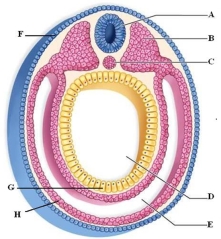Identify and briefly describe the labeled structures in the cross section of the vertebrate embryo.  