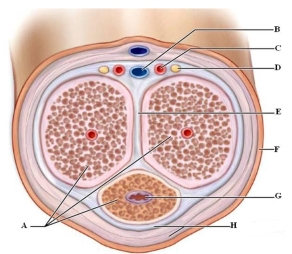 Identify the labeled structures in the cross section of a human penis in the picture.  