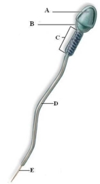 Identify and briefly describe the function of the labeled structures on the sperm in the picture.    A. acrosome: covers the head of the sperm and contains enzymes that help the sperm penetrate the egg B. head: contains the genetic material C. middle piece: connects the head of the sperm to the tail; contains many mitochondria that produce ATP D. tail: a flagellum with the 9+2 arrangement of microtubules E. end piece: thin, short segment of the tail containing the axial bundle of fibrils