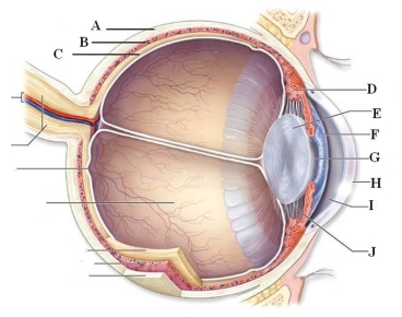 Identify and briefly describe the function of the labeled structures in the human eye pictured here.    A: B: C: D: E: F: G: H: I: J: